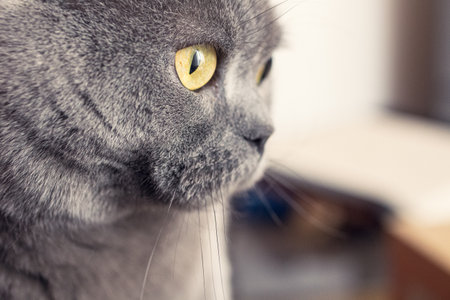 Close-up of a gray British Shorthair cat with focus on the eye and noseの写真素材