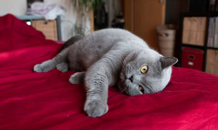 Gray British Shorthair cat laying in bed on red bed sheetsの写真素材