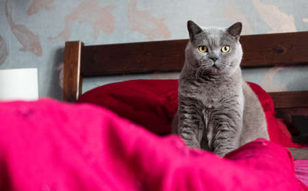 Gray British Shorthair cat sitting on bed on red bed sheetsの写真素材