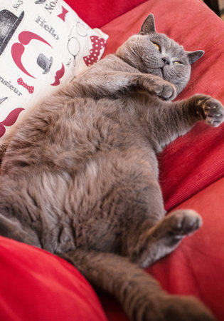 Gray British Shorthair cat laying on its back on a red sofa showing its fluffy bellyの写真素材