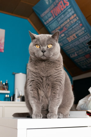 Gray British Shorthair cat sitting in front of a blue wall looking into the cameraの写真素材