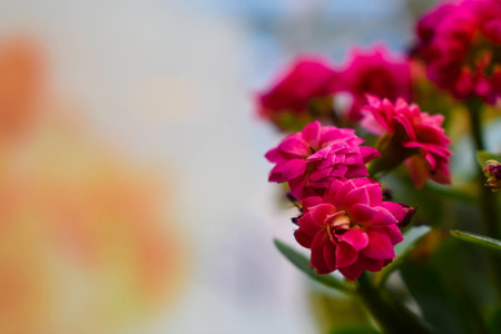 Succulent in bloomの写真素材