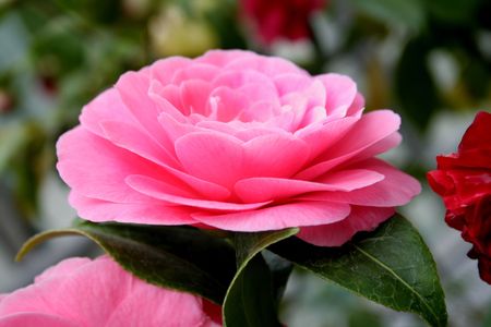 Close-up of a pink camellia blossomの写真素材