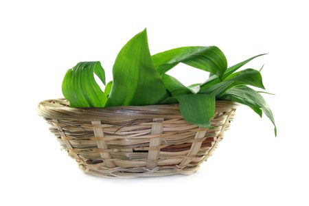 fresh wild garlic leaves in a basket on a white backgroundの写真素材