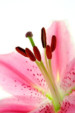 Close-up of a lily on a white backgroundの写真素材