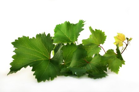 a green tendril wine on a white backgroundの写真素材