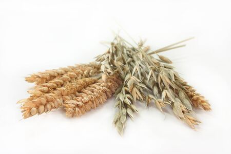 some ears of wheat and oats on a white background
の写真素材