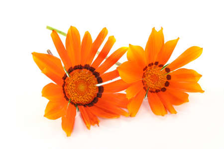 two Gazania flowers on a white backgroundの写真素材
