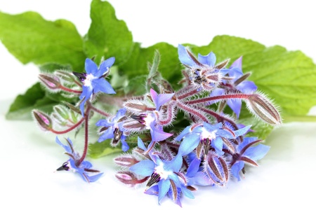 a sprig of borage on a white backgroundの写真素材