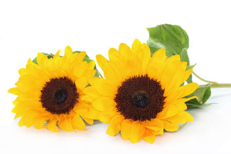 two sunflowers on a white backgroundの写真素材