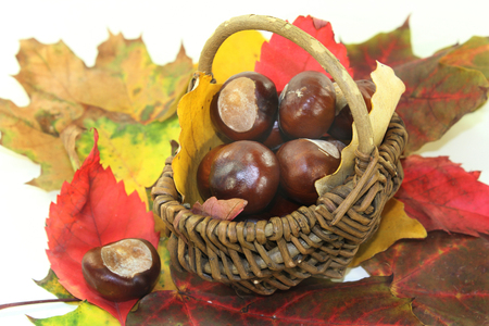 freshly picked chestnuts against white backgroundの写真素材