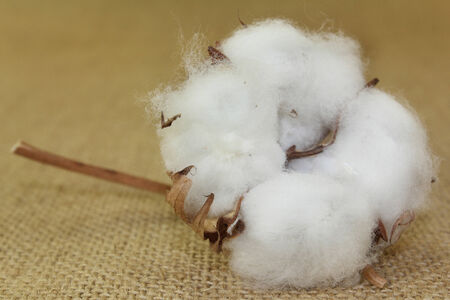 dried cotton flowers on brown juteの写真素材