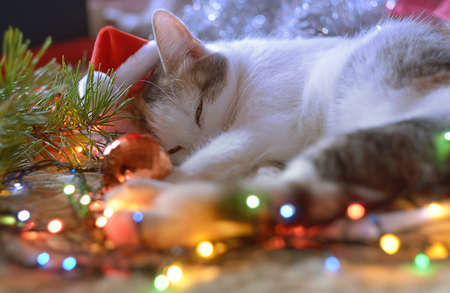 Funny New Year's cat in Santa's red hat  sleeps near the Christmas tree, gifts and garlands during preparation for the Holiday.の写真素材