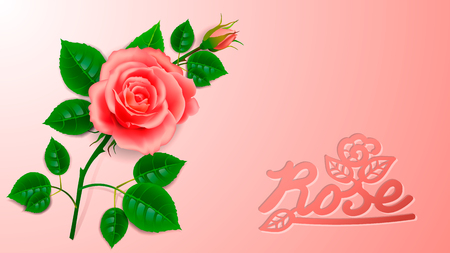 Realistic rose with bud and artistic inscription. Layout design for decoration of cards for the wedding day or birthday or anniversary.のイラスト素材
