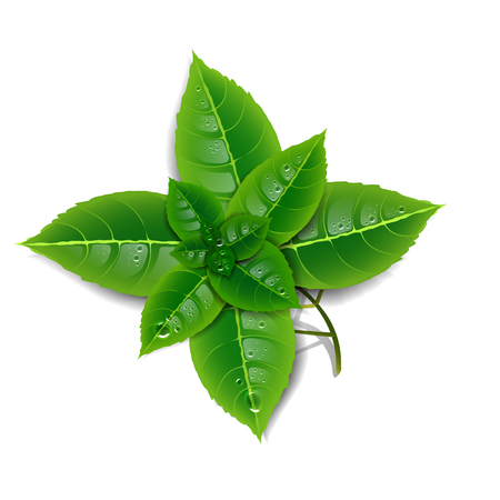 Sprig of fresh mint on a white background. Isolate.のイラスト素材