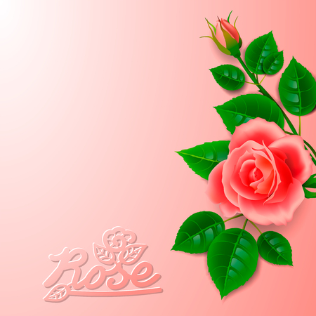 Realistic rose with bud and artistic inscription. Layout design for decoration of cards for the wedding day or birthday or anniversary.のイラスト素材
