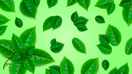 Beautiful green background of fresh mint leaves. Wallpaper, design element.のイラスト素材