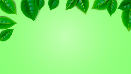 Fresh mint leaves frame on green background. Wallpaper for the screen. Empty place, web design.のイラスト素材