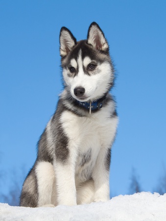 Siberian Husky Puppy 3 months oldの写真素材