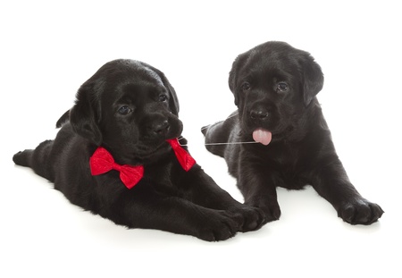 Black Labrador Retriever Puppy  4 week old, isolated on white background の写真素材