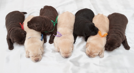 seven labrador retriever puppies (one week old)の写真素材