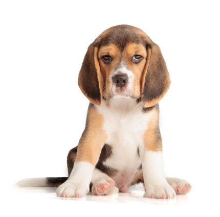 Cute Beagle Puppy (5 week old)の写真素材
