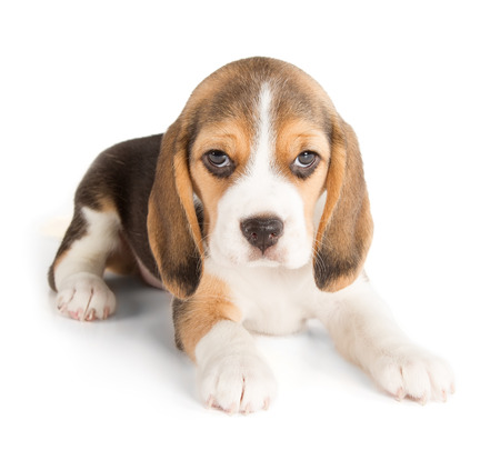 Cute Beagle Puppy (5 week old)の写真素材
