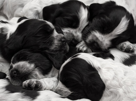 English Cocker Spaniel Puppies Sleeping in a Pile. Three weeks old.の写真素材