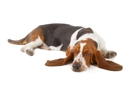 Basset Hound dog sleeping isolated on white backgroundの写真素材