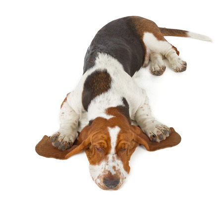 Basset Hound dog sleeping isolated on white backgroundの写真素材
