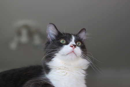 Domestic shorthair cat lying and relaxing on cat tower. Blurred background. Relaxed domestic cat at...