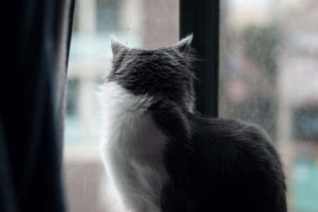 Domestic medium hair cat looking out the window at the raindrops, Relaxed domestic indoor cat at home. Blurred background outside the window in the rain.の写真素材