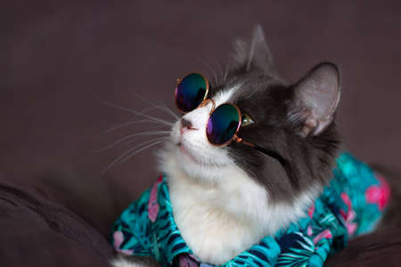 Domestic medium hair cat in Summer Tropical Flowers shirt wearing sunglasses lying and relaxing on...