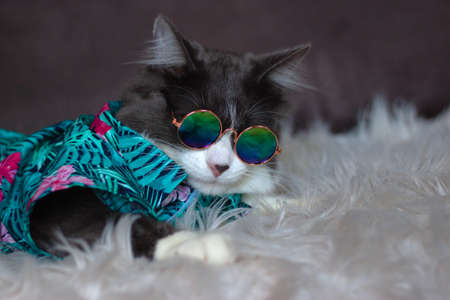 Domestic medium hair cat in Summer Tropical Flowers shirt wearing sunglasses lying and relaxing on Fur Wool Carpet. Blurred background. Relaxed domestic cat at home, indoorの写真素材