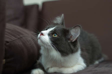 Domestic medium hair cat lying and relaxing on carpet. Blurred background. Relaxed domestic cat at...