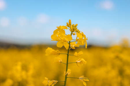 Closeup canola flower on spring at Cowra nsw.
