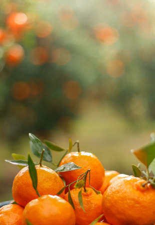 Closeup of ripe mandarin oranges with green leaves in blur background.の写真素材