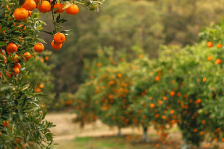 Closeup of ripe mandarin oranges with green leaves hanging on the branch in morning light.の写真素材