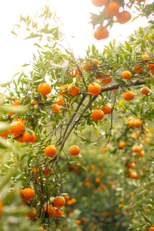Closeup of ripe mandarin oranges with green leaves hanging on the branch in morning light.の写真素材