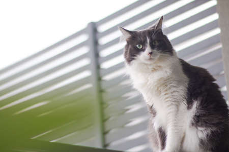 Domestic medium hair cat looking down and siting on glass balustrade balcony, Blurred background,...