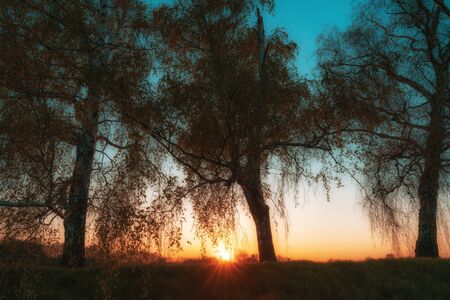 Panorama silhouette tree with sunset.Tree silhouetted against a setting sun.Dark tree on open field sundown.の写真素材