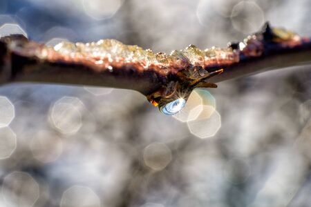 Water drop on a branch close up in frozen environmentの写真素材