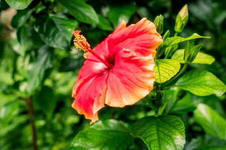 Red Botanic Plant in Front of Green Blurredの写真素材