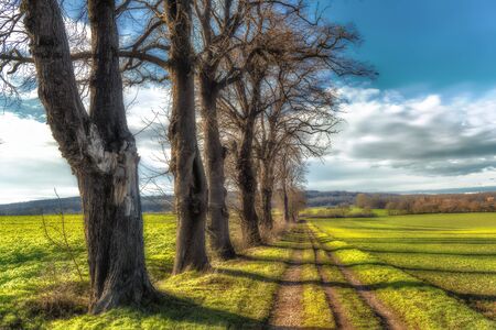 Bare tree avenue on a field with sunshineの写真素材