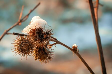Close-up of a withered plant covered with snowの写真素材