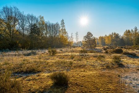 abandoned moss landscape with forests in the midday sunの写真素材