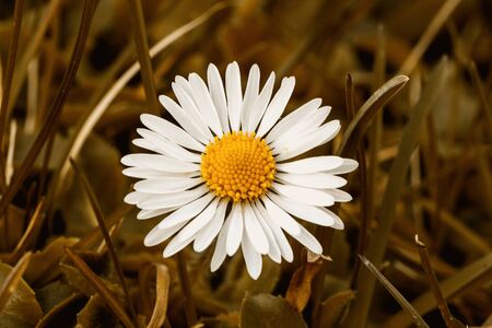 Close-up of a daisy on a green meadowの写真素材