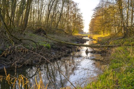 Sunset at a stream in the forest in a yellow moodの写真素材