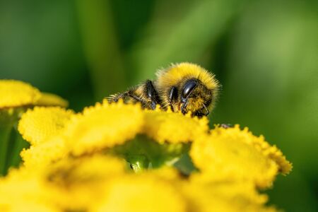 A bumblebee collects food on a yellow plant. Macro shotの写真素材