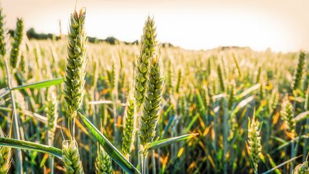 A grain field in the midday sun and close-up of the ears of corn in the foregroundの写真素材